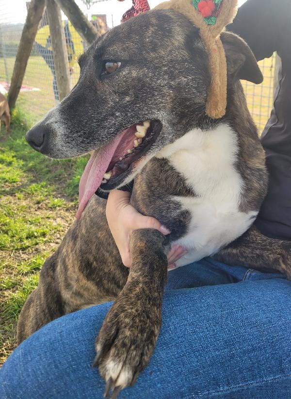 Zoom, la cagnolina più simpatica del canile  Foto 4